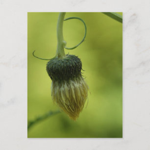 Carte Postale chardon
