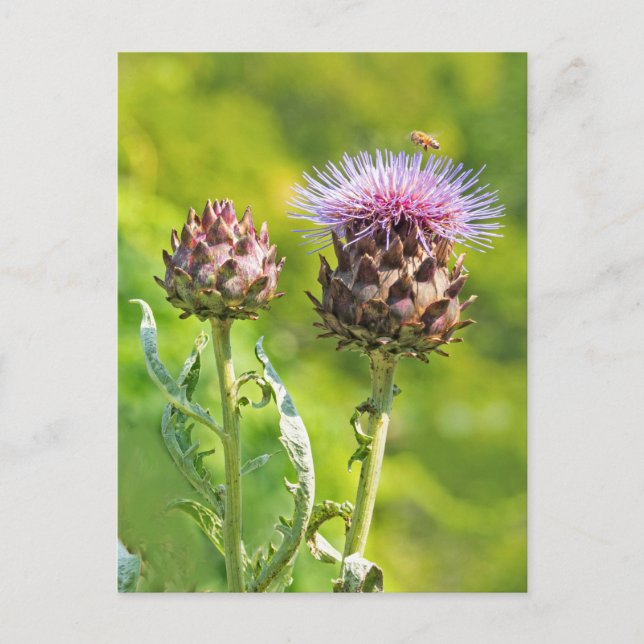 Carte Postale Chardon Artichoke (Devant)