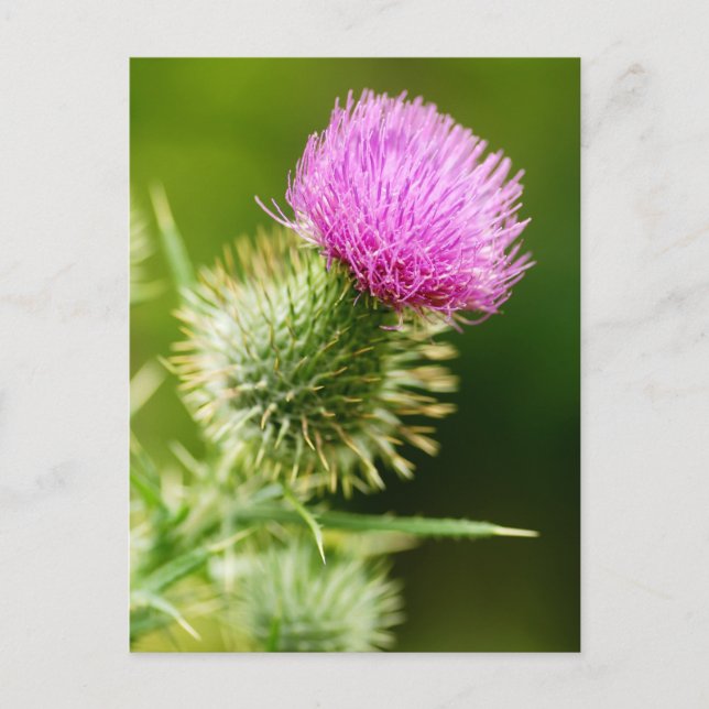 Carte Postale Chardon mauve en fleur (Devant)