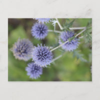 Chardon - Sortir de la foule