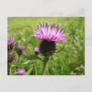 Carte Postale Chardon vulgaire