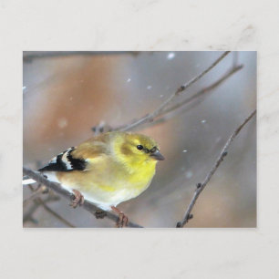 Carte Postale Chardonneret
