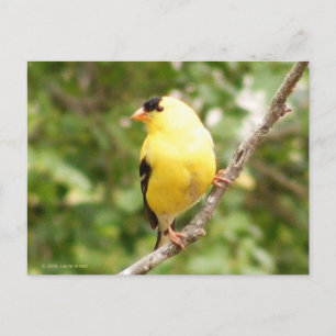 Carte Postale Chardonneret jaune