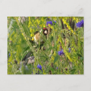 Carte Postale Chardonneret Mignon dans un Champ de Fleurs Sauvag