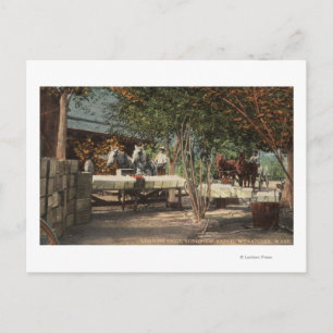 Carte Postale Chargement des fruits à Longview Ranch