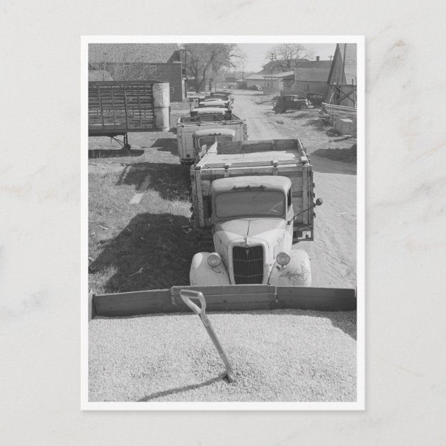 Carte Postale Charges de maïs décortiqué (Devant)