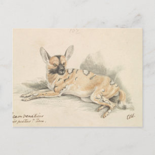 Carte Postale Charles Hamilton Smith - Chien sauvage africain