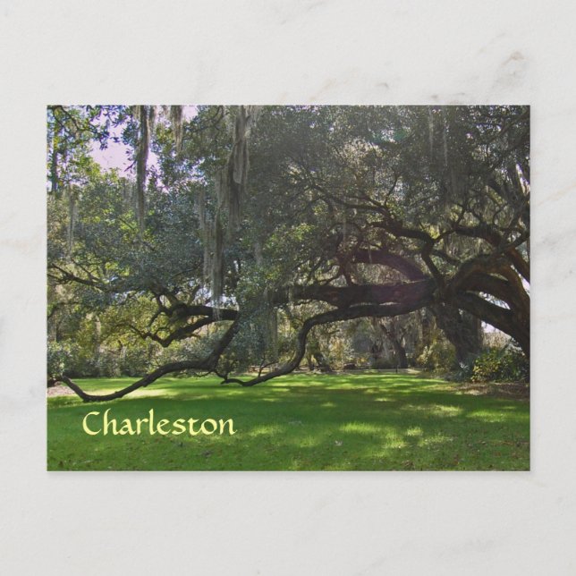 Carte postale Charleston Plantation Oak Trees (Devant)