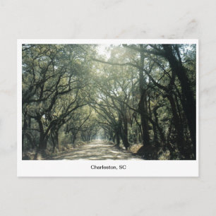 Carte Postale Charleston, SC Oak Trees