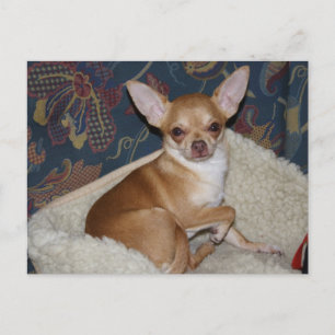 Carte Postale Charlie Chihuahua