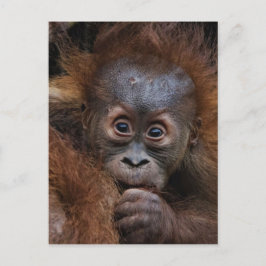 Carte Postale charmant bébé orang