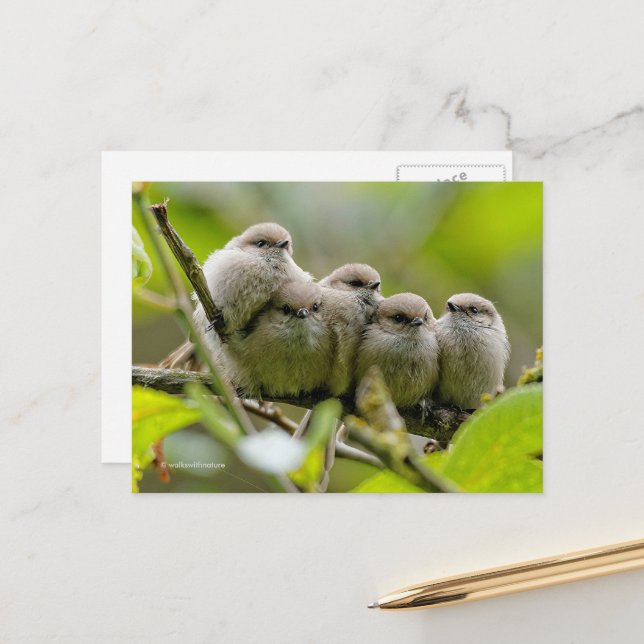 Carte Postale Charme de coeur Cute Bushtits Songbirds Photo de f (Devant/Arrière en situation)