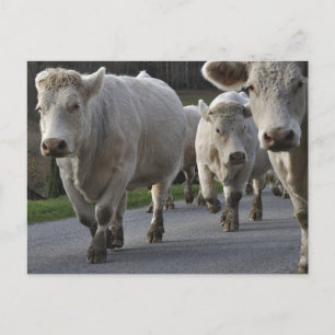 Carte Postale Charolais sur la route