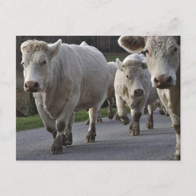 Carte Postale Charolais sur la route (Devant)