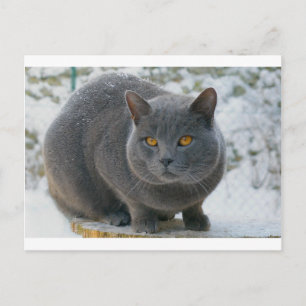 Carte Postale Chartreu dans la neige