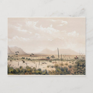 Carte Postale Chasse au kangourou