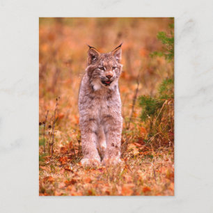 Carte Postale Chasse au lynx roux Forêt automnale