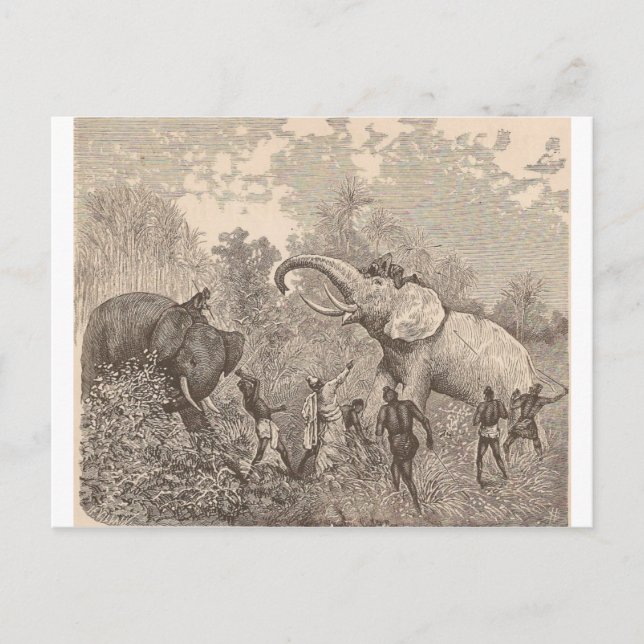 Carte Postale Chasse aux éléphants (Devant)