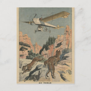 Carte Postale Chasse aux panthères à bord d'un avion au Texas