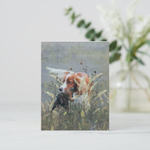 Carte Postale Chasse avec Epagneul Breton 
