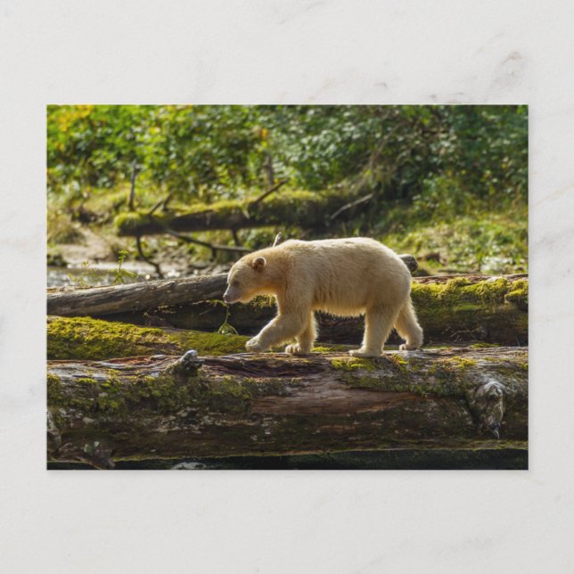 Carte Postale Chasse de l'ours esprit blanc (Devant)