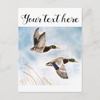 Carte Postale Chasseurs de canards