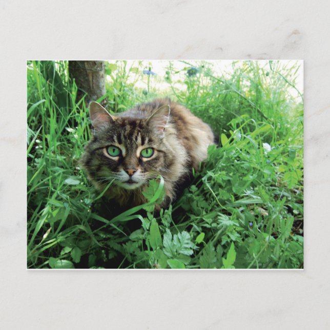 Carte Postale Chat (Devant)