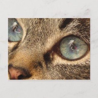 Carte Postale chat