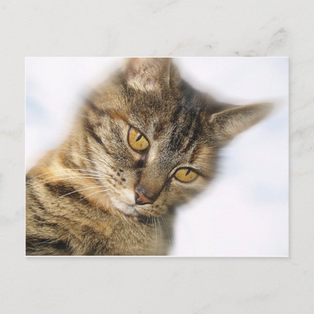 Carte Postale Chat (Devant)