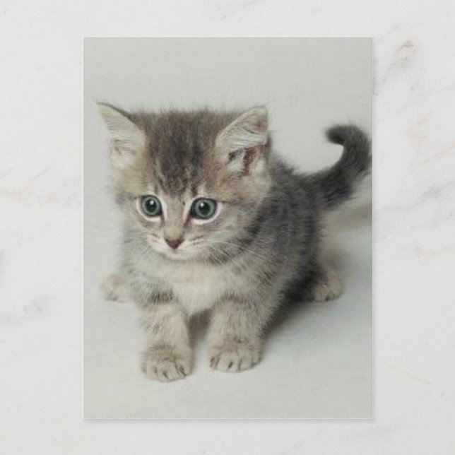 CARTE POSTALE CHAT (Devant)