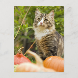 Carte Postale Chat