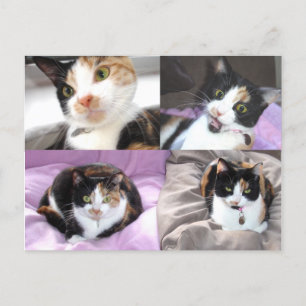 Carte Postale Chat