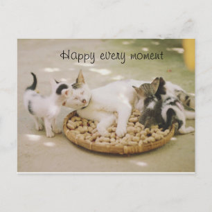 carte postale chat