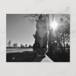 Carte Postale Chat à bascule