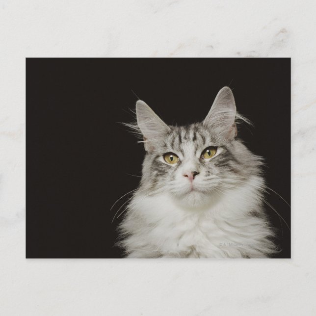 Carte Postale Chat à capuchon de Maine adulte (Devant)