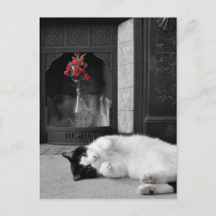 Carte Postale Chat à éclaboussure couleur