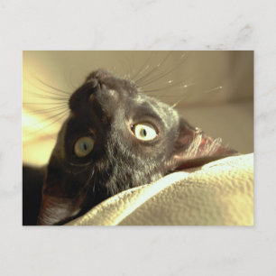 Carte Postale Chat à l'envers !