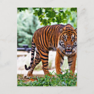 Carte Postale chat à motif tigre personnalisé Anniversaires