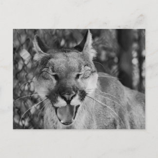 Carte postale Chat à rire