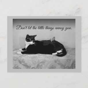 Carte Postale Chat amusant et perruque agaçante