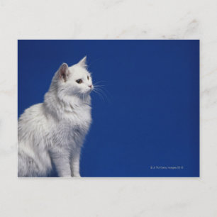 Carte Postale Chat assis contre l'arrière - plan bleu