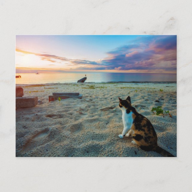 Carte Postale Chat Assis Sur Une Plage (Devant)