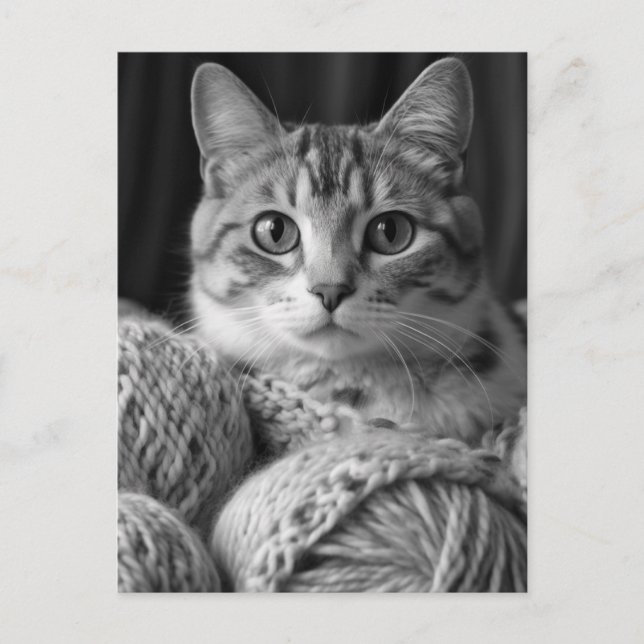 Carte Postale Chat avec Fil noir et blanc (Devant)