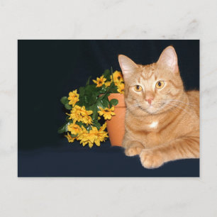 Carte Postale Chat avec fleurs
