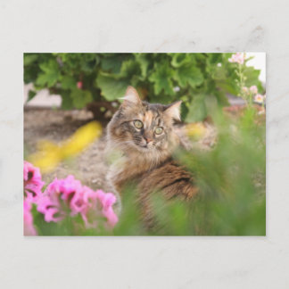 Carte Postale Chat avec géranium