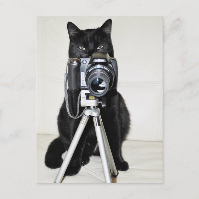 Carte Postale Chat avec l'appareil photo (Devant)