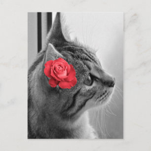 Carte Postale Chat avec Rose
