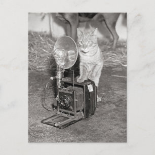 Carte Postale Chat avec un appareil photo, 1936