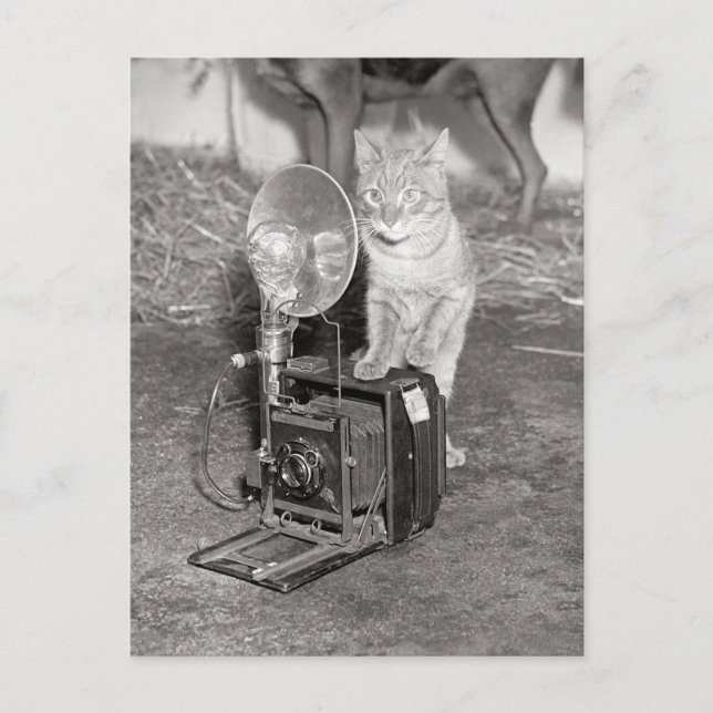 Carte Postale Chat avec un appareil photo, 1936 (Devant)