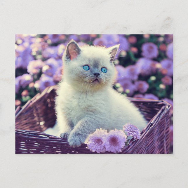 Carte Postale Chat Bébé Bleu Oiseau Chat Dans Panier Fleurs Lila (Devant)